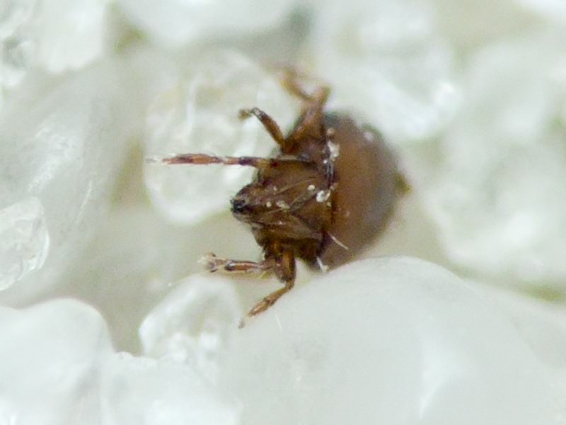 Arachnida